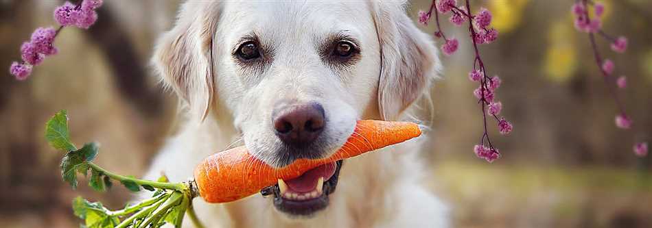 Особенности кормления сырой морковью