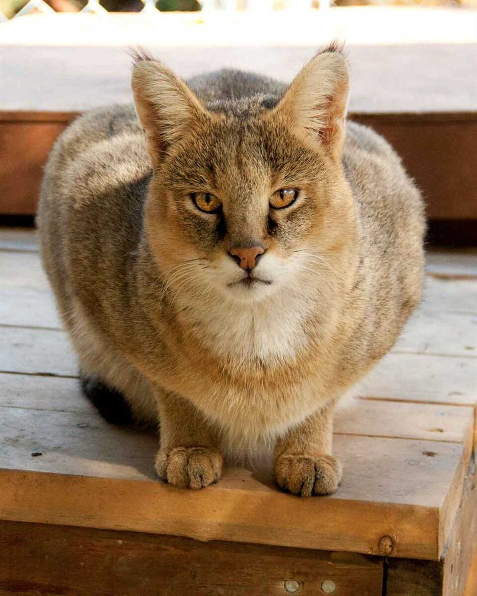 Можно ли держать дома камышового кота?