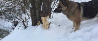 Можно ли держать две овчарки вместе: особенности и советы