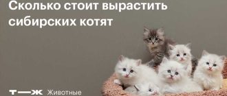 Можно ли держать кота и кошку вместе когда родились котята?