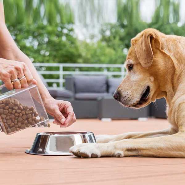 Можно ли дворовым собакам давать кошачий корм?