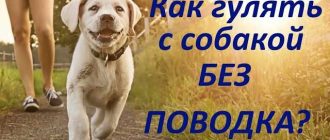 Можно ли гулять с собакой без поводка? Полезные советы и рекомендации
