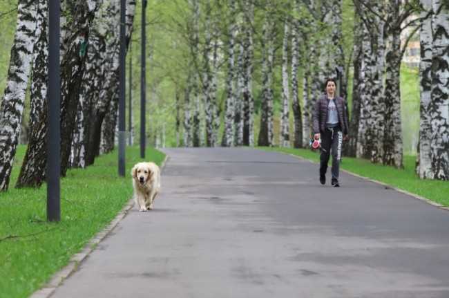 Можно ли гулять с собакой в парке?