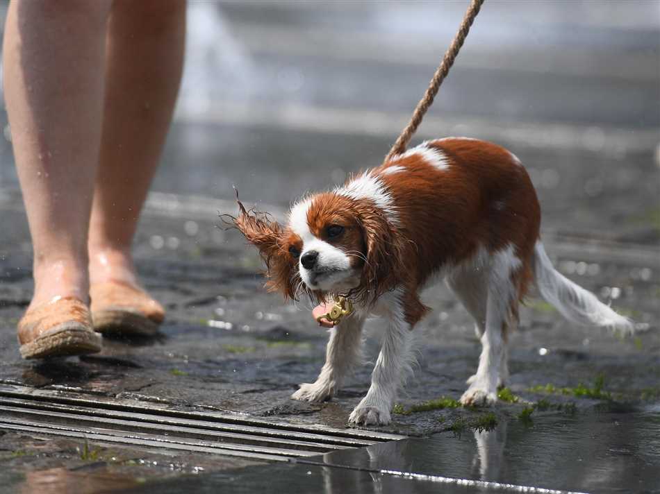 Можно ли гулять с собакой в жару?