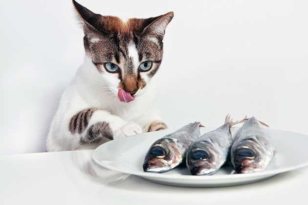 Можно ли кормить кошку сырой рыбой навагой?