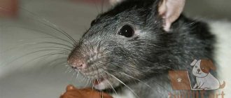 Можно ли кормить крысу шоколадом?