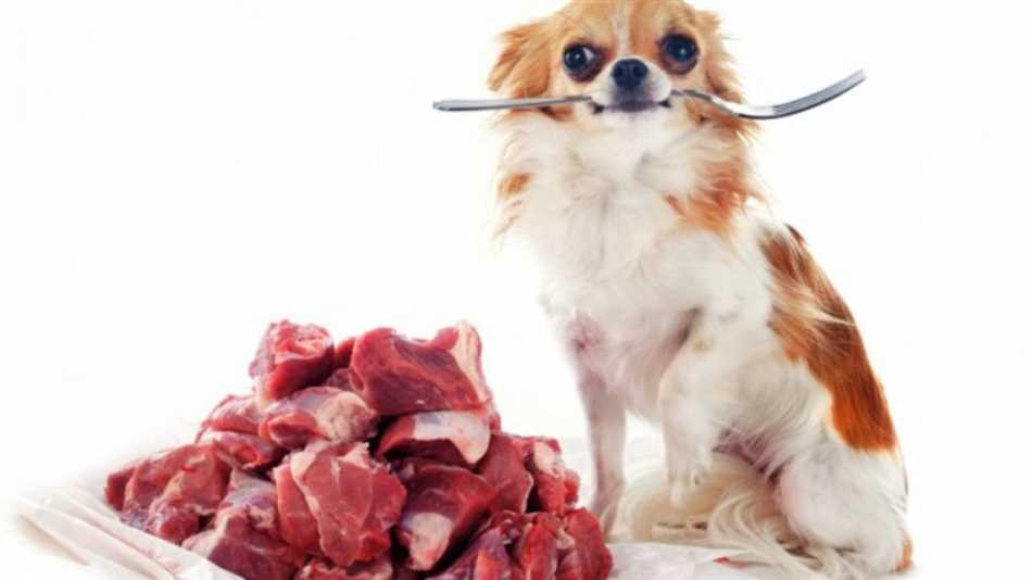 Можно ли кормить собак кашей с мясом?