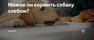 Можно ли кормить собаку хлебом?