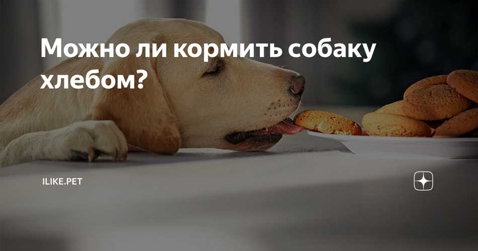 Можно ли кормить собаку хлебом?