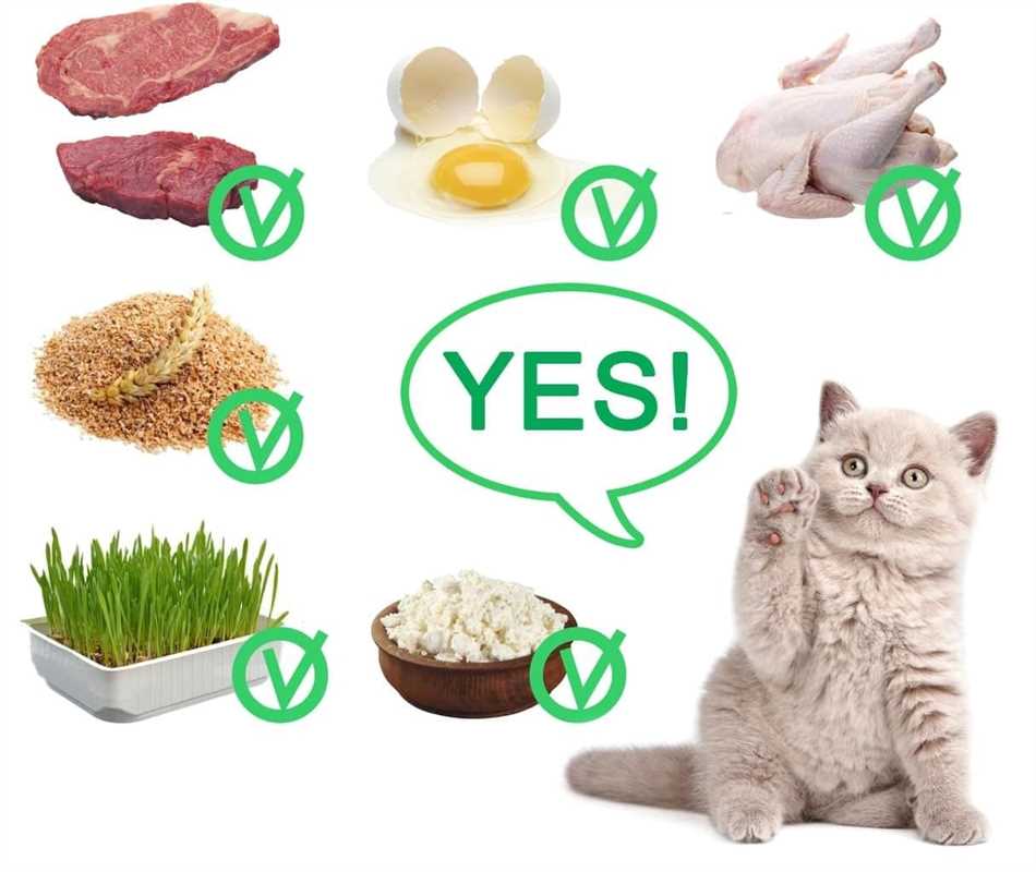 Риски горячей пищи для кошек