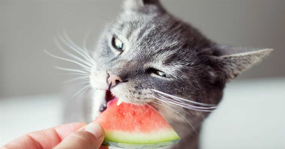 Можно ли котам давать дыню и арбуз?