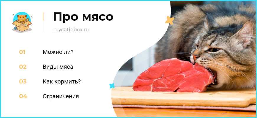 Можно ли котам давать сырое мясо говядины?