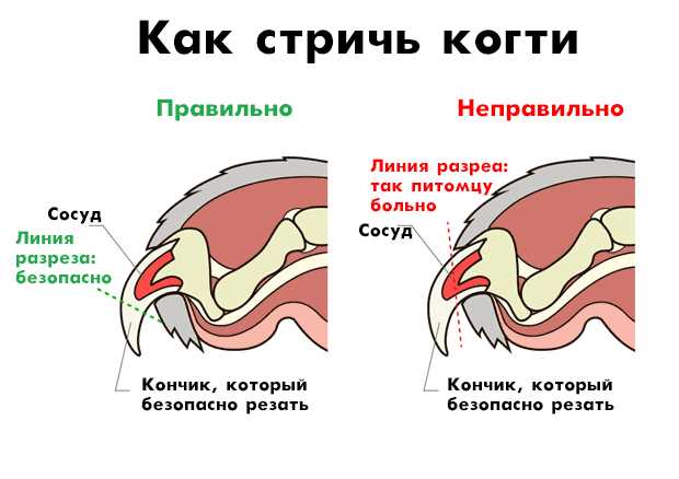 Польза стрижки ноштей для котенка