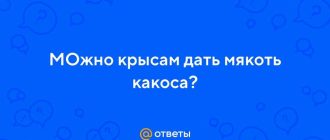 Можно ли крысам кокос?