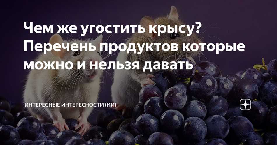 Можно ли крысам крыжовник?