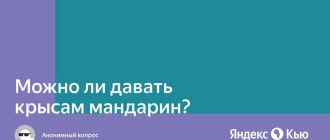 Можно ли крысам мандарины?