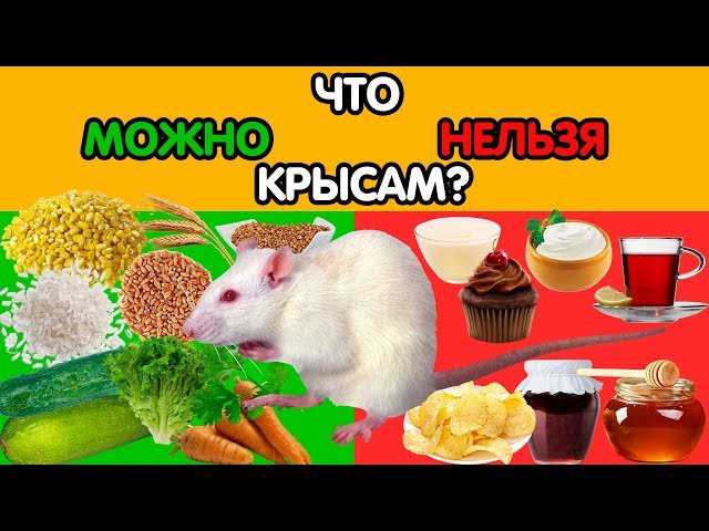 Ароматное и вкусное удовольствие для крыс