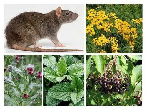Возможные проблемы и побочные эффекты от употребления мяты крысами