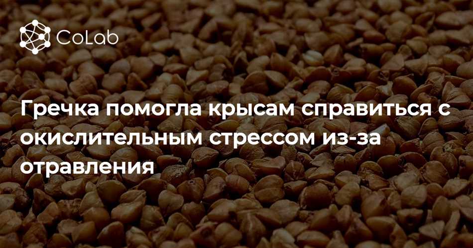 Альтернативные варианты кормления крыс