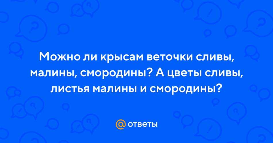 Крысы и слива: что говорит наука?