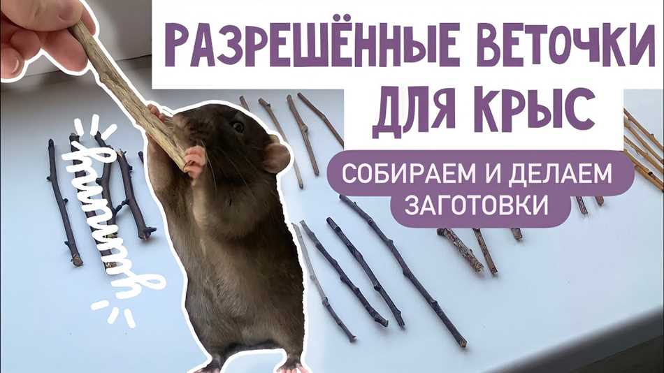 Значение питательных веществ для крыс