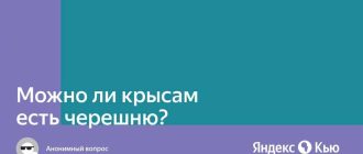 Можно ли крысе давать черешню?