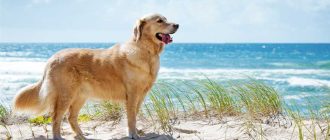 Можно ли купаться собакам на пляже?