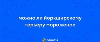 Можно ли мороженое йоркширскому терьеру?