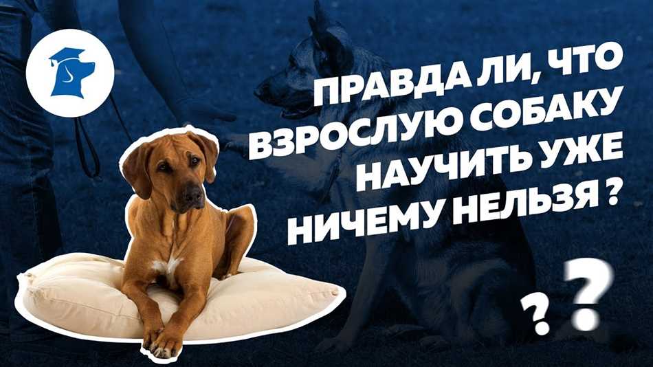 Можно ли научить собаку командам в 1 год?