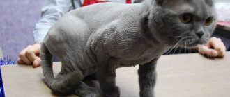 Можно ли подстригать шотландских кошек?
