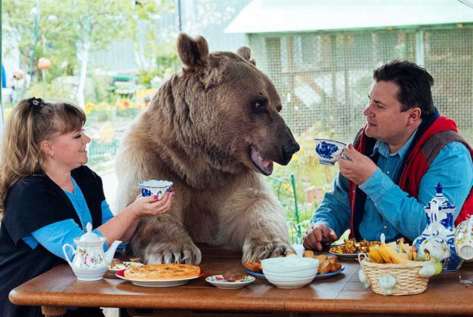 Плюсы и минусы приручения медведя с детства