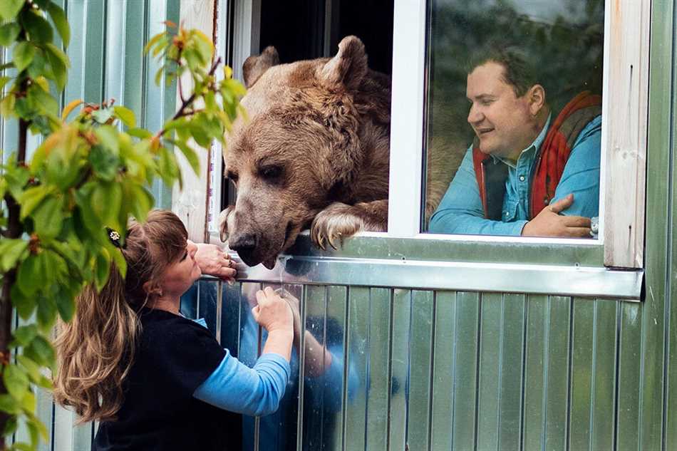Этические и законодательные аспекты приручения медведя с детства