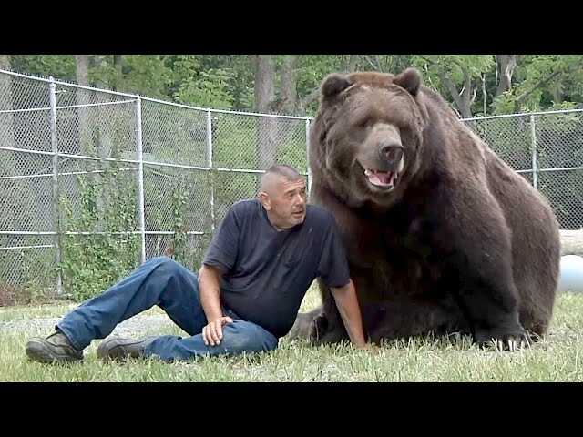 Можно ли приручить медведя с детства?