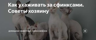 Можно ли протирать сфинкса детскими влажными салфетками?