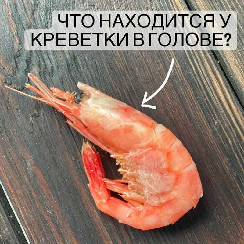 Креветки - полезный продукт для собак