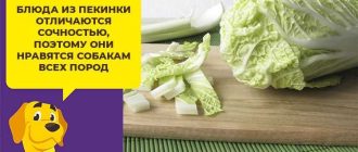 Можно ли собакам капусту белокочанную сырую?