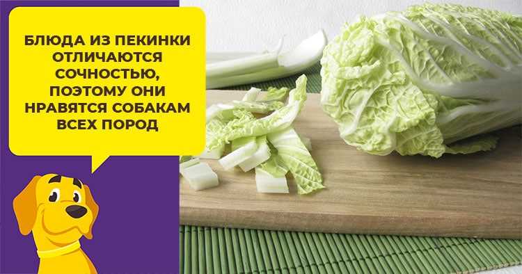 Можно ли собакам капусту белокочанную сырую?