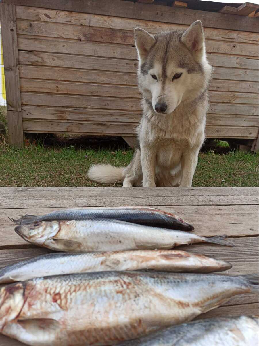 Можно ли собакам сырую речную рыбу?