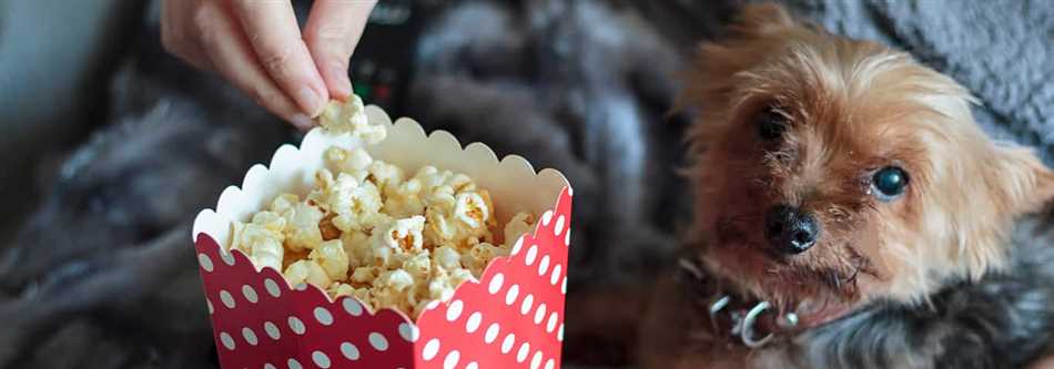 Почему собакам нельзя давать popcorn карамельный?