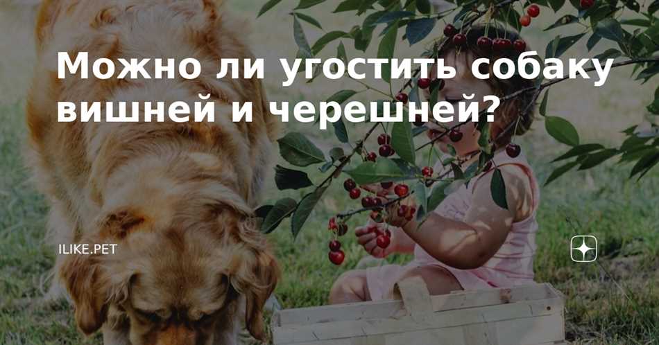 Что делать, если собака поела вишню с косточками?