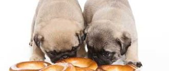 Можно ли собакам хлеб йорку?