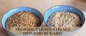 Можно ли собакам ячневую кашу давать?