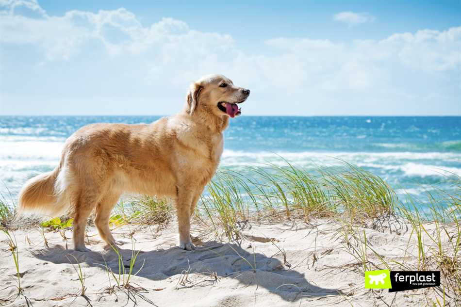 Можно ли собаке купаться в море в жару?