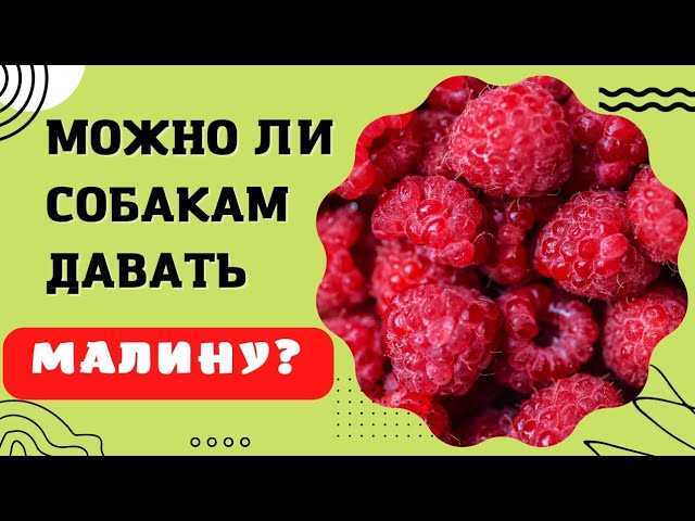 Способы предоставления малины собаке