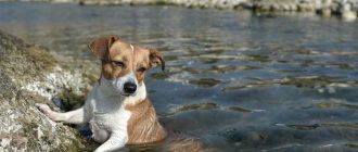 Можно ли собаке пить морскую воду?