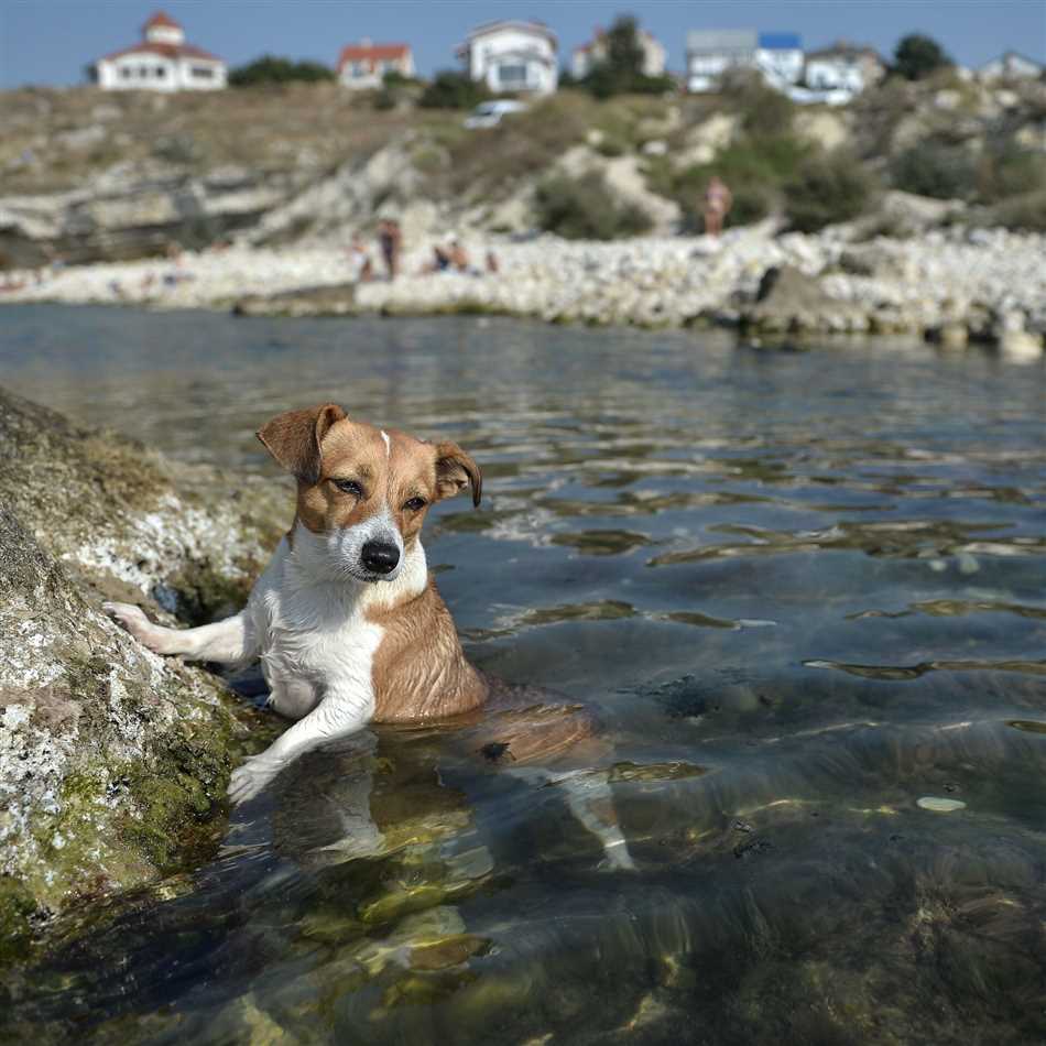 Можно ли собаке пить морскую воду?