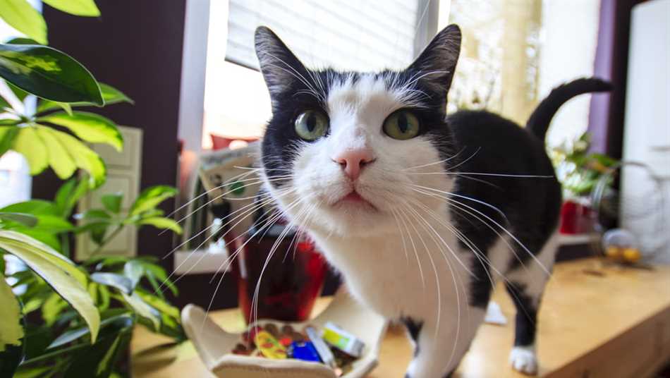 Решение: стоит ли стричь усы у кошки перс?