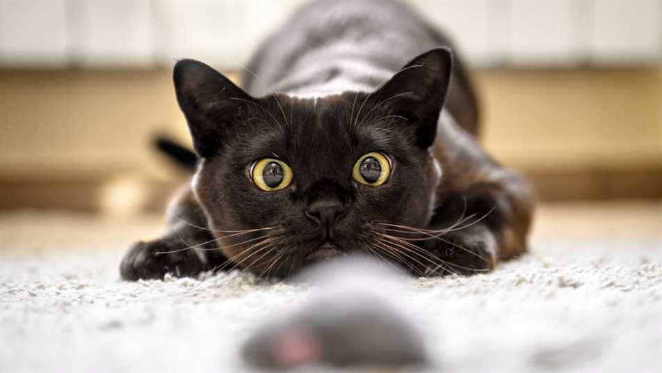 Возможные проблемы при стрижке усов у кошки перс