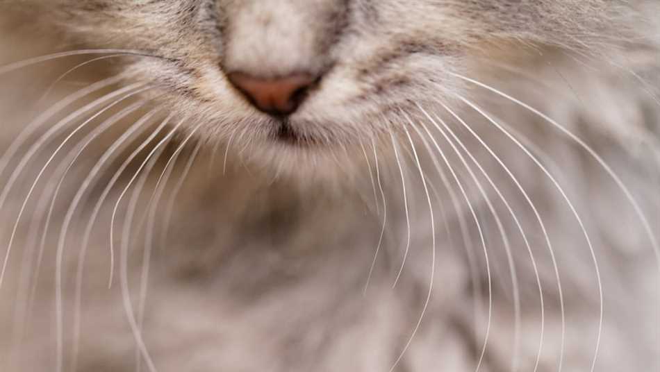 Можно ли стричь усы кошке перс?