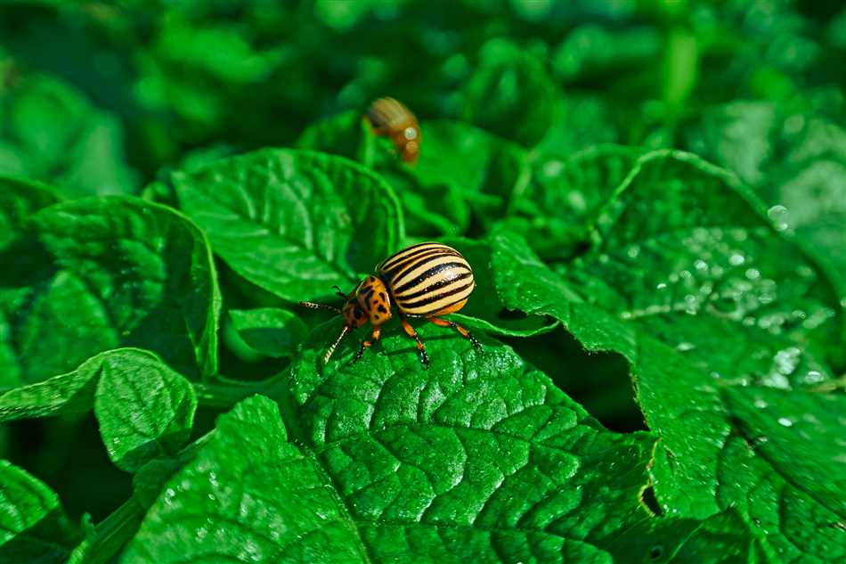 Можно ли травить колорадского жука дихлофосом?